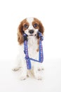 Trained cavalier king charles spaniel studio white background photography. Dog with harness waiting to walking time.