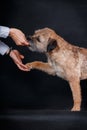 A trained dog of the breed Border Terrier gives the owner a paw