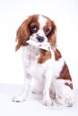 Trained dog with cards. Beautiful friendly cavalier king charles spaniel dog. Purebred canine trained dog puppy