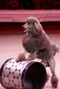 Trained dog during dress rehearsal of the circus program CircUS 2.0 in St. Petersburg, Russia Royalty Free Stock Photo