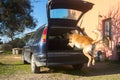 Trained dog jumping inside the rear trunk of the car ready to go