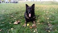 Trained dog in the police service. The dog participates in demonstrations by the police. On command, the dog lay down and awaits a