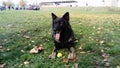 Trained dog in the police service. The dog participates in demonstrations by the police. On command, the dog lay down and awaits a