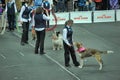 Trained dogs perform at the show with trainers