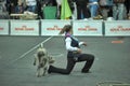 Trained dogs perform at the show