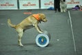 Trained dogs perform at the show