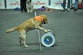 Trained dogs perform at the show