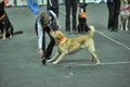 Trained dogs perform at the show with trainers