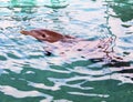 Trained dolphin at Bahamas resort.