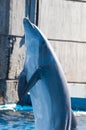 Trained dolphin jumping on a pool in the Madrid Zoo