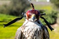 Trained Falcon with Hood