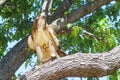 Trained falcon with leather jesses binding legs perched in a tree Royalty Free Stock Photo