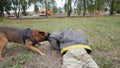 Trained german shepherd dog clings in his trainer arm Royalty Free Stock Photo