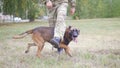 Trained german shepherd dog walking between his trainer legs Royalty Free Stock Photo