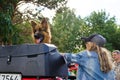 Trained German shepherd on a red ATV waiting for a ride