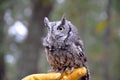 Eastern Screech Owl Royalty Free Stock Photo