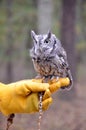 Eastern Screech Owl Royalty Free Stock Photo