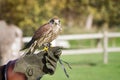 Trained hawk, used in the sport of falconry, stands perched on t