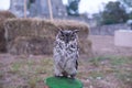 Oehoe owl on a medieval festival Royalty Free Stock Photo