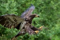 Trained immature bald eagle approaches landing, talons outstretched and jesses flapping