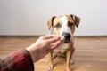 Trained intelligent dog taking food from human. Owner gives treat to a staffordshire terrier puppy indoors Royalty Free Stock Photo