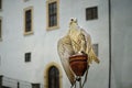 Trained large captive saker falcon raptor bird on town festivities at the old castle. White background. Royalty Free Stock Photo