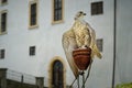 Trained large captive saker falcon raptor bird on town festivities at the old castle. White background. Royalty Free Stock Photo