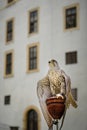 Trained large captive saker falcon raptor bird on town festivities at the old castle. White background. Royalty Free Stock Photo