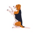 Trained obedient dog of Beagle breed, sitting on hind legs, rising during rear up command. Cute doggy, puppy. Smart