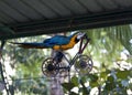 Trained parrot blue-yellow macaw riding a bike