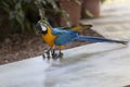 Trained parrot blue-yellow macaw riding