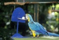 Trained parrot at Sunken Gardens, St. Petersburg, FL