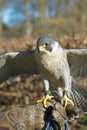 Trained Peregrine Falcon (Falco peregrinus), used in the sport o