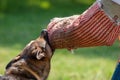 Trained police dog catching the hand of robber