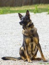 Trained police dog in a show Royalty Free Stock Photo