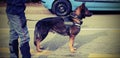 Trained police dog during surveillance along the streets of the Royalty Free Stock Photo