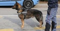 Trained police dog during surveillance along the streets of the Royalty Free Stock Photo