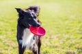 Trained purebred border collie dog playing with his favourite toy outdoors in the park. Adorable puppy, holding a red frisbee Royalty Free Stock Photo