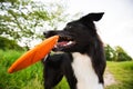 Trained purebred border collie dog playing with his favourite toy outdoors in the park. Adorable puppy, holding a red frisbee Royalty Free Stock Photo