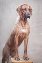 Trained dog of the breed Rhodesian Ridgeback stands with front paws on a stool