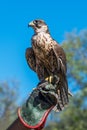 Trained saker on the falconer`s hand