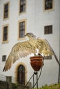 Trained large captive saker falcon raptor bird on town festivities at the old castle. White background. Royalty Free Stock Photo