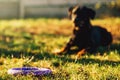 Trained watch dog behind a toy on playground Royalty Free Stock Photo