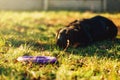 Trained watch dog behind a toy on playground Royalty Free Stock Photo