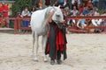 A trainer dressed as medieval lady demonstrates horse skills