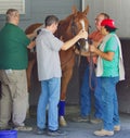 Posse Can Disco being Saddled in the Paddock