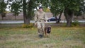 A trainer and his german shepherd dog Royalty Free Stock Photo