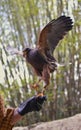 Trainer holding Hawk bird