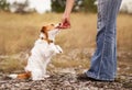 Trainer giving dog treat to her small begging puppy, pet training Royalty Free Stock Photo