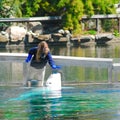 Trainer pets a beluga whale